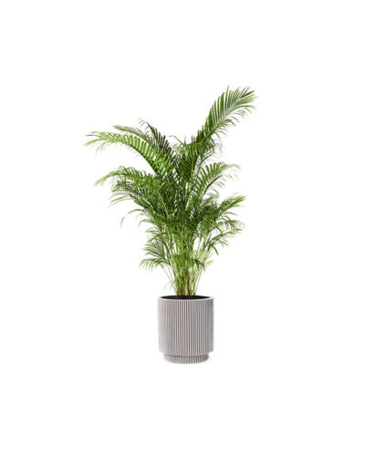 Areca Palm (Demo)