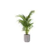 Areca Palm (Demo)