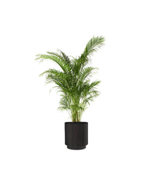 Areca Palm (Demo)