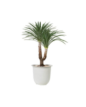 Dracaena Marginata (Demo)