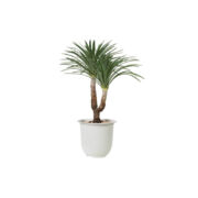 Dracaena Marginata (Demo)