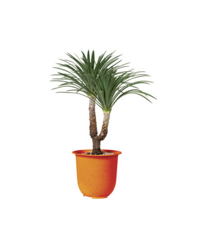 Dracaena Marginata (Demo)