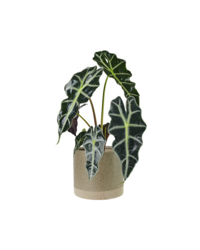 Alocasia Long (Demo)