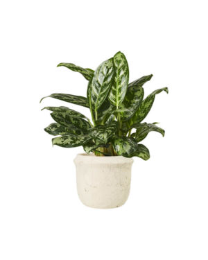 Aglaonema Key Lime (Demo)