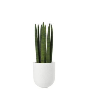 Cylindrical snake plant (Demo)