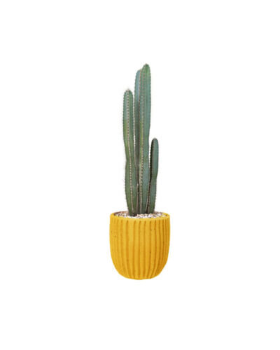 Candelabra Cactus (Demo)