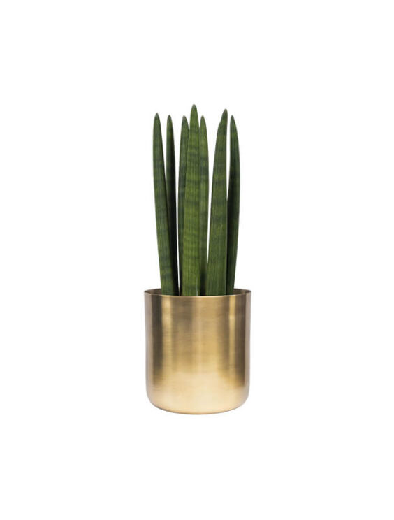 Cylindrical snake plant (Demo)