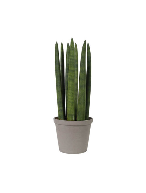 Cylindrical snake plant (Demo)