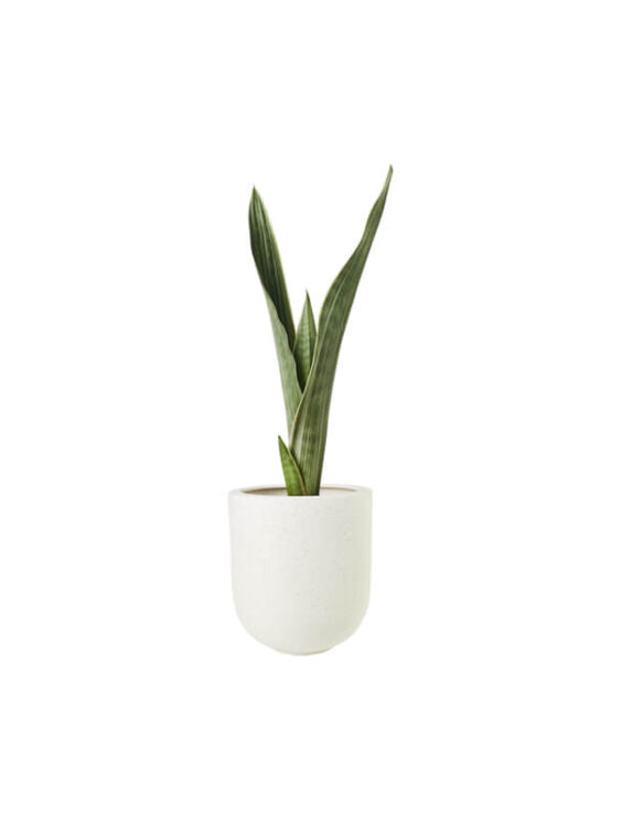 Snake Green Plant (Demo)