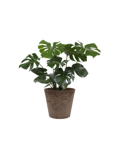 Monstera Obliqua (Demo)