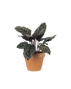 Calathea Sanderiana (Demo)