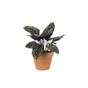 Calathea Sanderiana (Demo)