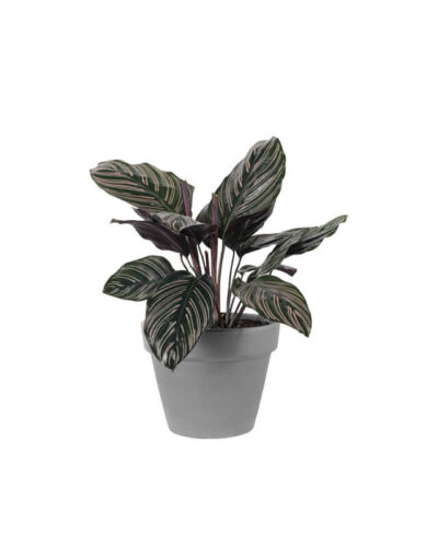 Calathea Sanderiana (Demo)