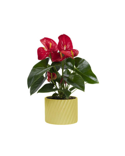 Anthurium Red (Demo)