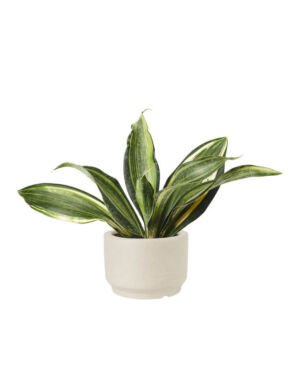 Aglaonema Silver (Demo)