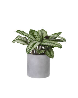 Calathea plant (Demo)