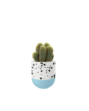 Cactus Succulent (Demo)