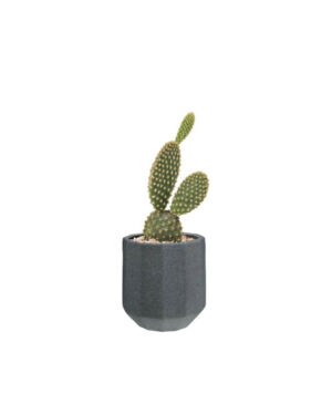 Cactus Prickly Pear (Demo)