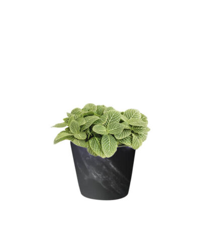 Fittonia White (Demo)