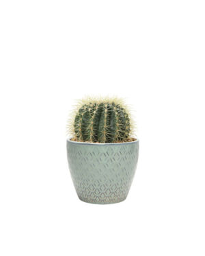 Echinocactus small (Demo)