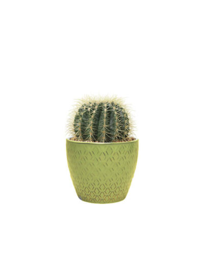 Echinocactus small (Demo)